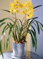 Floral Arrangement