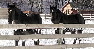 half Arabian black horses for sale