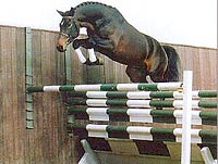 Acobat - One of Maas Hell Stables top performing stallions, jumping at his approvals..