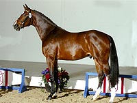 Acodetto - One of Maas Hell Stables, grand sired by Acord II.