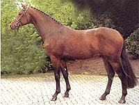 Acorado II - One of Maas Hell Stables top performing stallions.