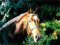 Acord II - One of the world famous Maas Hell stallions
