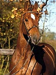 Ahorn Z - One of Maas Hell Stables top performing stallions.