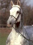 Athlet Z - One of Maas Hell Stables top performing stallions.