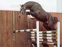 Calido I - One of Maas Hell Stables top performing stallions.