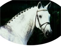 Calido I - One of the world famous Maas Hell stallions
