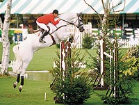 Calvaro - One of Maas Hell Stables top performing stallions, jumping at his approvals.