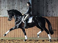 Lacantus - One of Maas Hell Stables top performing stallions.