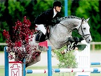 Quite Capitol - One of Maas Hell Stables top performing stallions.