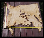 Large Deer Hide