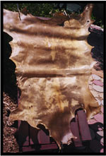 Raw Elk Hide